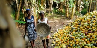 Inclement weather and farmland destruction to hit Ghana cocoa yields next season