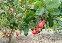Ghana’s cashew industry faces processing gap as Côte d’Ivoire moves to capture more value