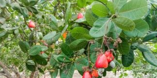 Ghana’s cashew industry faces processing gap as Côte d’Ivoire moves to capture more value