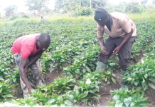 Many farmers in Bono East Region have switched to vegetable production