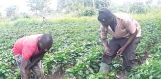 Many farmers in Bono East Region have switched to vegetable production