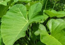 Cocoyam leaf or Kontomire has higher nutritional value than spinach, broccoli – Dietician