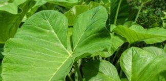 Cocoyam leaf or Kontomire has higher nutritional value than spinach, broccoli – Dietician